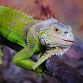 Игуана зелёная (обыкновенная) (Iguana iguana)