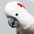 Молуккский какаду (Cacatua moluccensis)