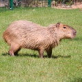 Капибара (Hydrochoerus hydrochaeris)