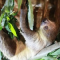 Двупалый ленивец (Choloepus didactylus)