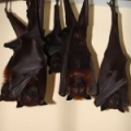 Гигантская летучая лисица (Pteropus vampyrus)