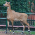 Нильгау (Boselaphus tragocamelus)