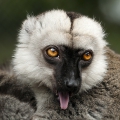 Белолобый лемур (Eulemur albifrons)