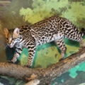 Оцелот (Leopardus pardalis)