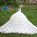 Белый павлин (Pavo cristatus Linnaeus)