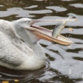Кудрявый пеликан (Pelecanus crispus)