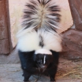 Скунс полосатый (Mephitis mephitis)