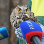 Возвращение сов в природу