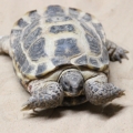 Среднеазиатская черепаха (Testudo (Agrionemys) horsfieldii)