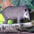 Равнинный тапир (Tapirus terrestris)
