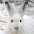Заяц-беляк (Lepus timidus)