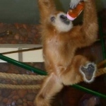 Гиббон Соня 27.03.12