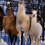 "Драконовские" ламы 13.02.12