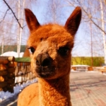 Детеныш альпака 24.03.12