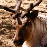 Северный олень 7.05.12