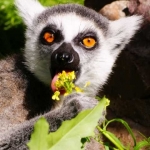 Кошачий лемур