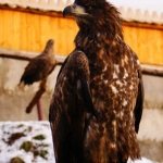 Беркут