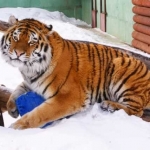 Тигр Эмир в душе котёнок 22.02.12