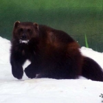 Росомаха Роксана 25.02.12