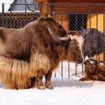 Як Яшка с сыном 19.03.12