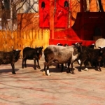 Романовские овцы 23.03.12