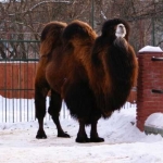 Варблюд Вася 25.03.12