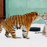 Тигры Эмир и Амура 31.03.12