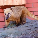 Носуха на прогулке! 19.04.12