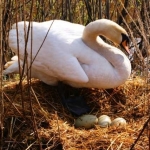 Весенний лебедь 26.04.12