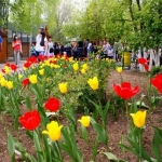 К майским праздникам в "Лимпопо" распустились тюльпаны и зацвели яблони