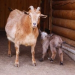 Камерунские козы 14.05.12