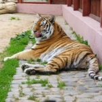 Тигрица Амура 24.05.12
