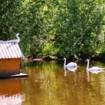 Лебеди 21.06.12