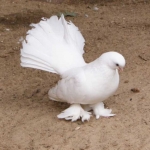 Голубь