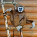 Белорукий гиббон (Hylobates lar)