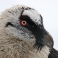 Бородач (Gypaetus barbatus aureus)