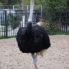 Африканский страус (Struthio Сamelus)