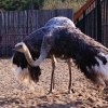 Африканский страус (Struthio Сamelus)
