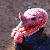 Индейка обыкновенная (Meleagris gallopavo)