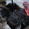 Индейка обыкновенная (Meleagris gallopavo)