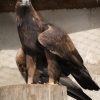 Беркут (Aquila chrysaetos)