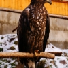 Беркут (Aquila chrysaetos)