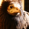 Стервятник (Neophron percnopterus)