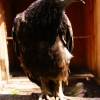 Стервятник (Neophron percnopterus)
