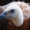 Белоголовый сип (Gyps fulvus)