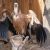 Белоголовый сип (Gyps fulvus)