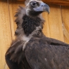 Чёрный гриф (Aegypius monachus)