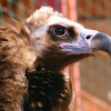 Чёрный гриф (Aegypius monachus)