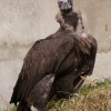 Чёрный гриф (Aegypius monachus)