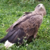 Орлан-белохвост (Haliaeetus albicilla)